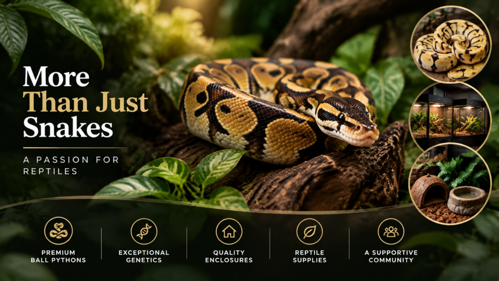 Ball Python
