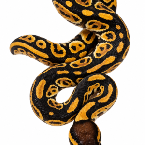 Super Mandarin Black Pastel
