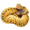 Super Pastel Pinstripe Ball Python