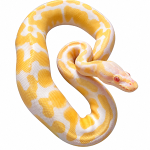 Albino Ball Python