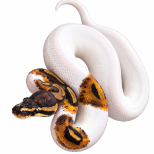 pied ball python
