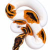 het clown ball python