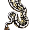 Axanthic TSK Firefly