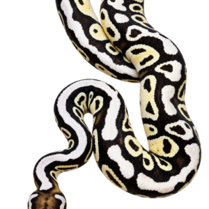 Axanthic TSK Firefly