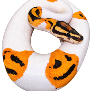 orange dream fire pied ball python