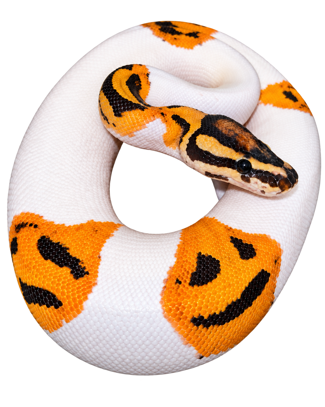 orange dream fire pied ball python