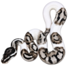 vpi axanthic emoji pied