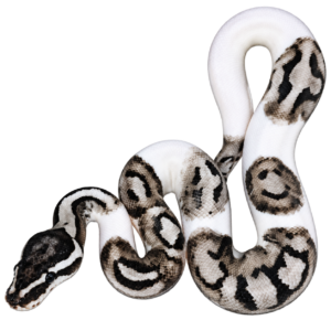 vpi axanthic emoji pied