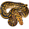 Black Pastel Clown X Black Head Clown