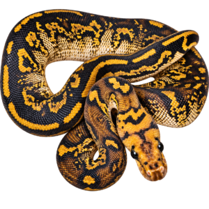 Black Pastel Clown X Black Head Clown