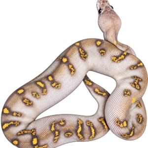 GHI Mojave Stranger Clown