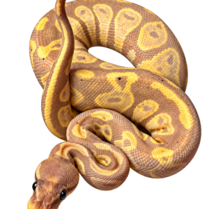 Banana Ball Python