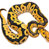 GHI Desert Ghost Clown Het Hypo