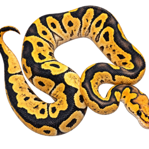 GHI Desert Ghost Clown Het Hypo
