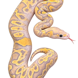 Vanilla GHI Mojave Hypo Desert Ghost Clown