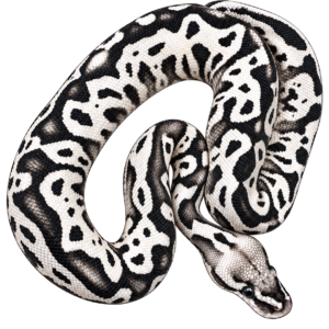Pastel SN Desert Ghost VPI Cryptic