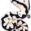 Axanthic Desert Ghost