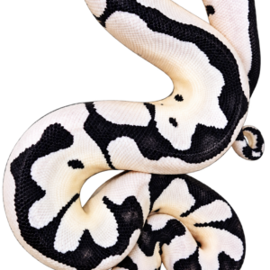 Axanthic Desert Ghost