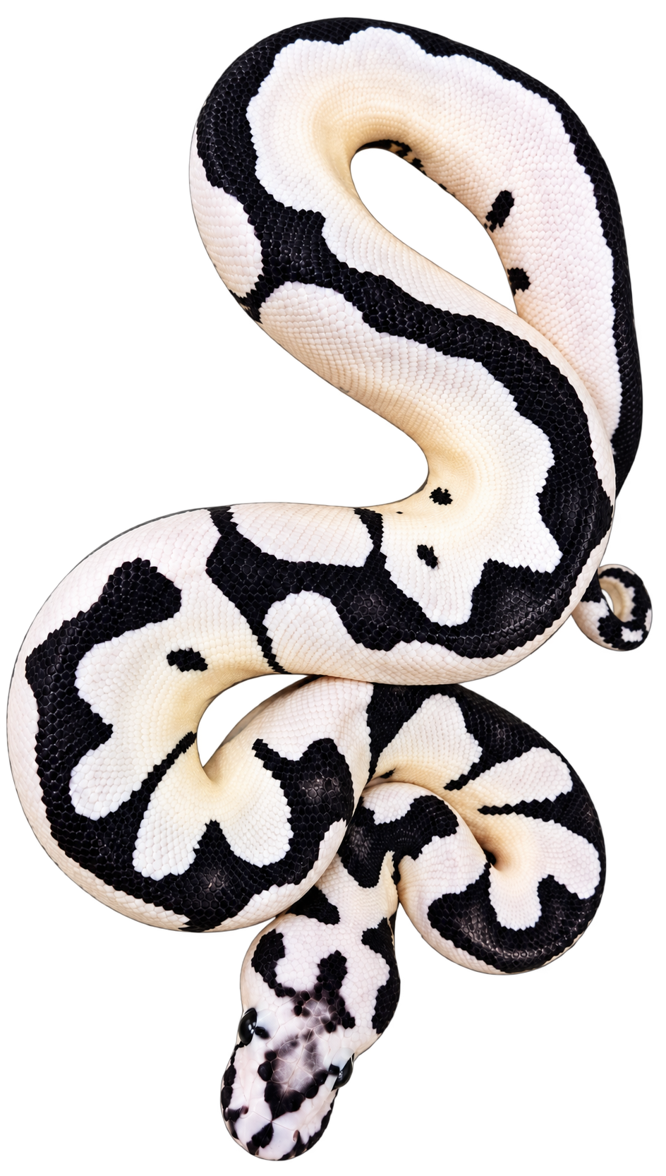 Axanthic Desert Ghost