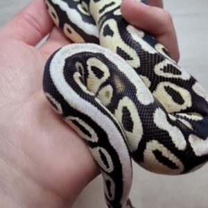 Orange dream fire piedball