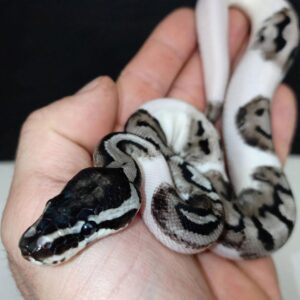 vpi axanthic emoji pied