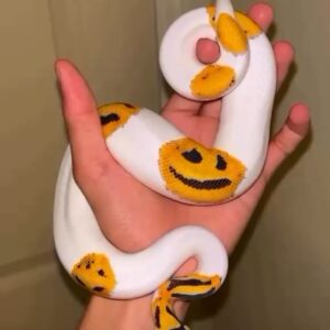 vpi axanthic emoji pied