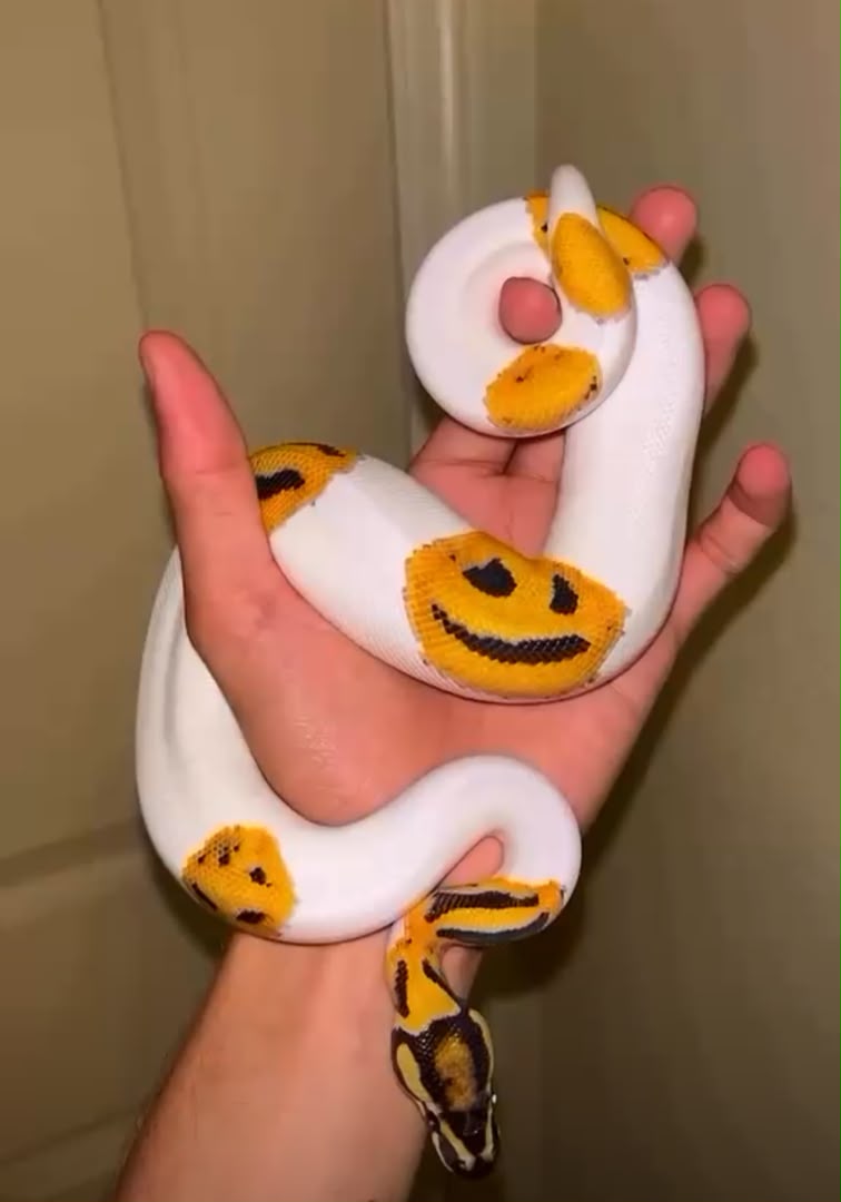 vpi axanthic emoji pied