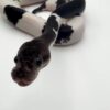 panda pied ball python