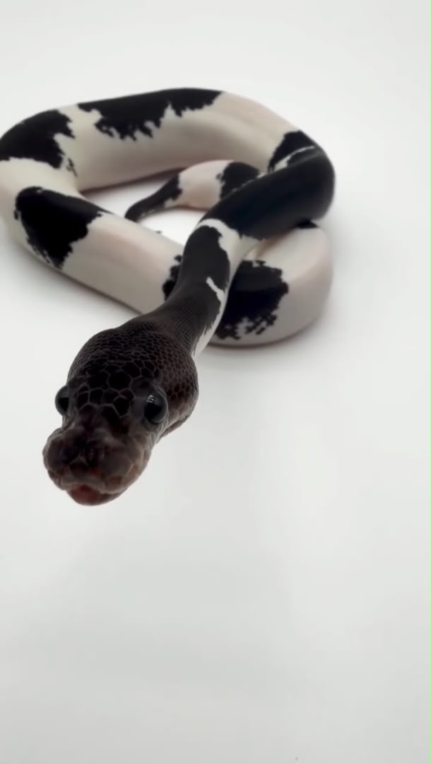 panda pied ball python