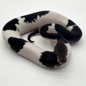 panda pied ball python