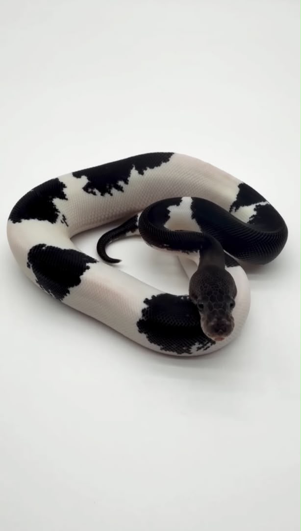 panda pied ball python