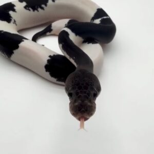 panda pied ball python