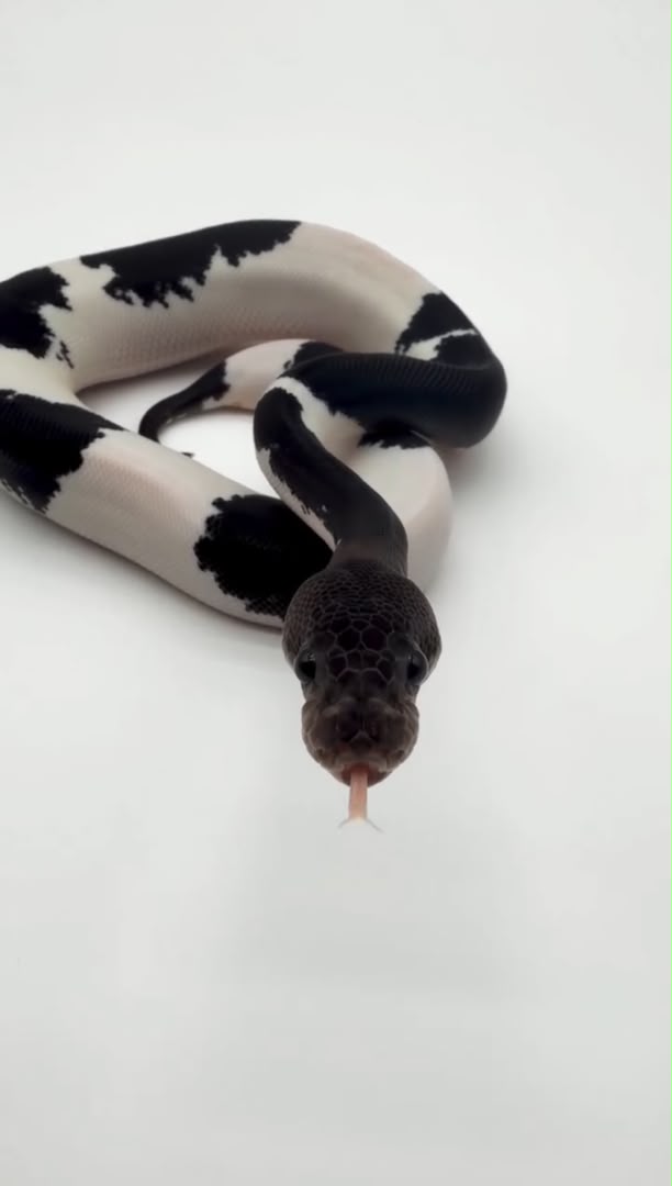 panda pied ball python
