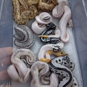 Axanthic
