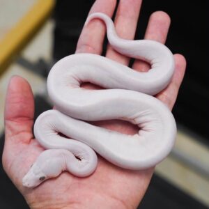 BEL (Blue/Black Eyed Leucistic)