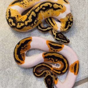 Pied/Piedbald