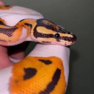 Orange dream fire piedball