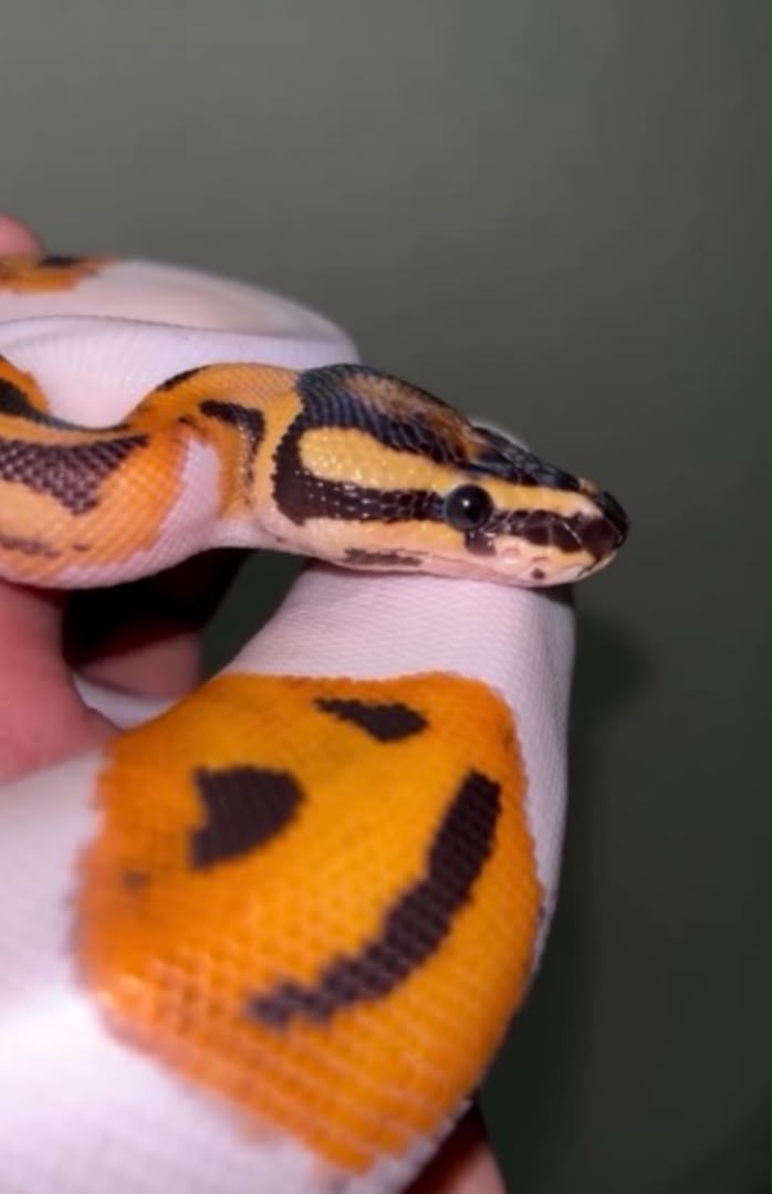 Orange dream fire piedball
