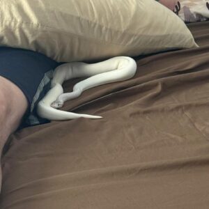 Blue eyed leucistic ball python
