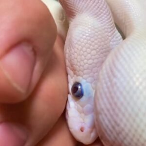 Blue eyed leucistic ball python