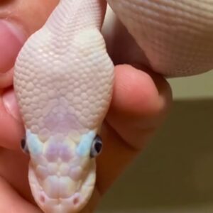 Blue eyed leucistic ball python