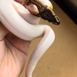 pied ball python
