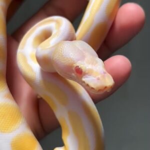 albino ball python
