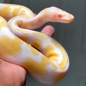albino ball python