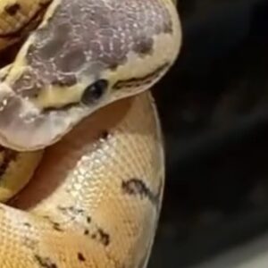 Super Pastel Pinstripe Ball Python