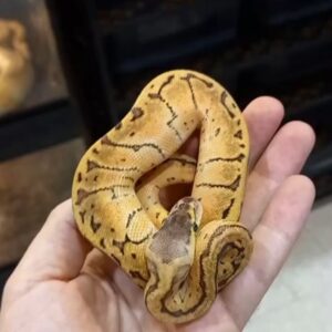 Super Pastel Pinstripe Ball Python
