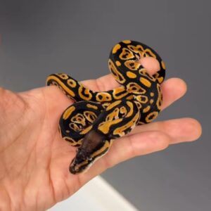 Super Mandarin Black PastelSuper Mandarin Black Pastel