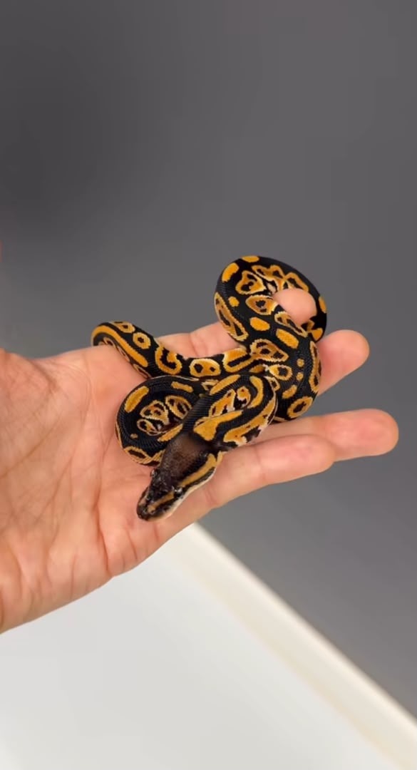 Super Mandarin Black PastelSuper Mandarin Black Pastel