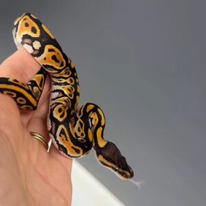 Super Mandarin Black Pastel