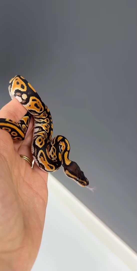 Super Mandarin Black Pastel